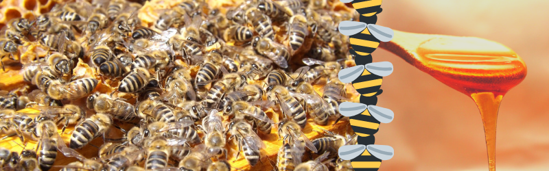 Il miele è l'unico alimento prodotto senza alcun intervento da parte dell'uomo